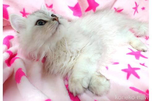成約済の愛知県のペルシャ(チンチラ)-44290の4枚目