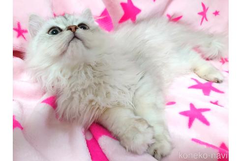 成約済の愛知県のペルシャ(チンチラ)-44290の3枚目