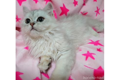 成約済の愛知県のペルシャ(チンチラ)-44290の2枚目