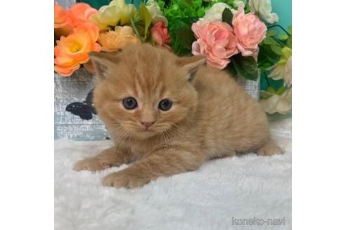 販売中の香川県のスコティッシュフォールド-46670