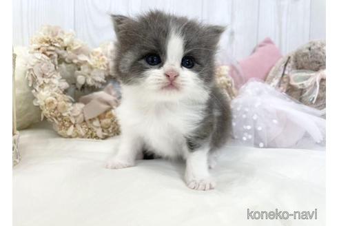 成約済の大阪府のサイベリアン-46737の14枚目