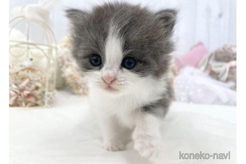 成約済の大阪府のサイベリアン-46737の11枚目