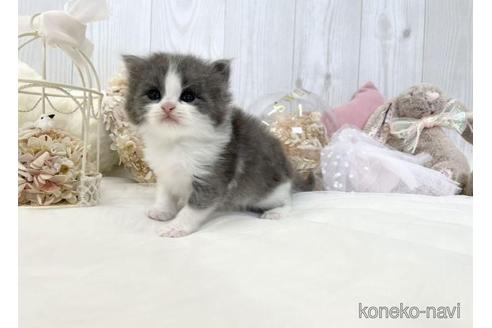 成約済の大阪府のサイベリアン-46737の12枚目