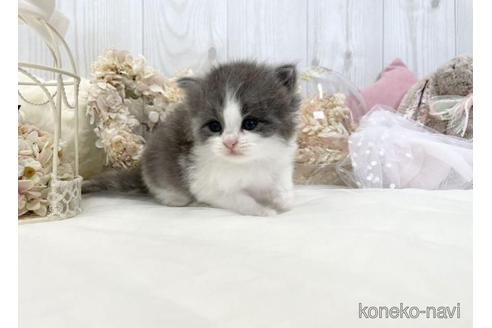 成約済の大阪府のサイベリアン-46737の13枚目