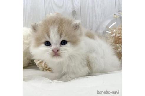 成約済の大阪府のサイベリアン-46739の9枚目