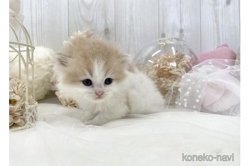 成約済の大阪府のサイベリアン-46739の5枚目