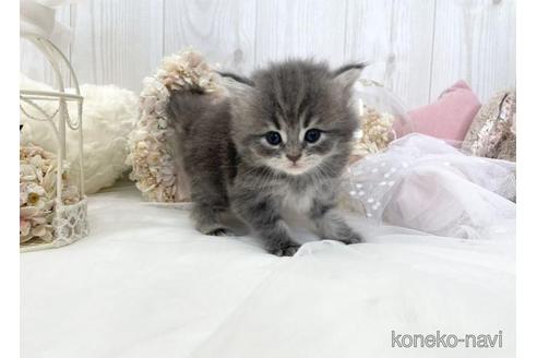 成約済の大阪府のサイベリアン-46745の13枚目