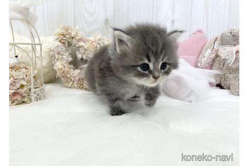 成約済の大阪府のサイベリアン-46745の12枚目