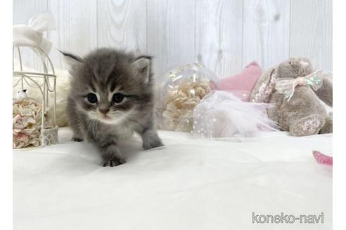 成約済の大阪府のサイベリアン-46745の11枚目