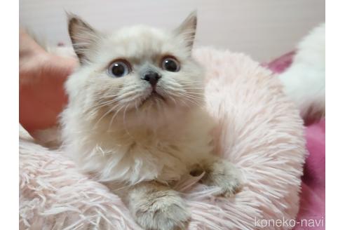 成約済の愛知県のヒマラヤン-42691の1枚目