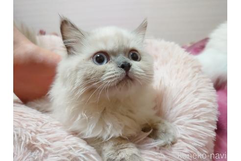 成約済の愛知県のヒマラヤン-42691の5枚目