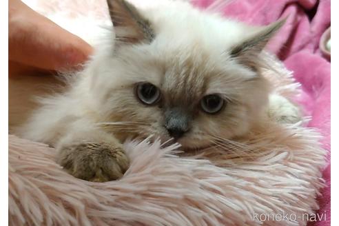 成約済の愛知県のヒマラヤン-42691の4枚目