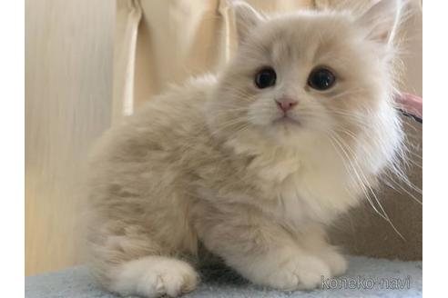 成約済の茨城県のマンチカン-46905の6枚目