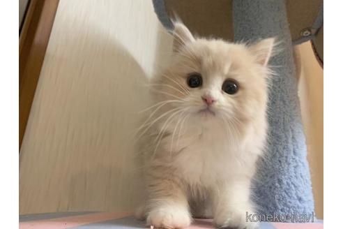 成約済の茨城県のマンチカン-46905の5枚目