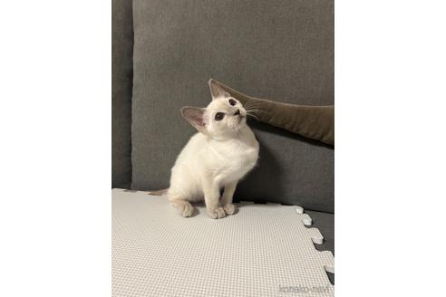 成約済の大阪府のトンキニーズ-46937の5枚目
