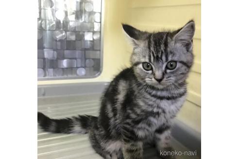 成約済の山形県のスコティッシュフォールド-47011