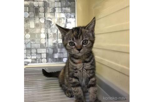 販売中の山形県のスコティッシュフォールド-47015