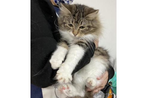 成約済の大阪府のノルウェージャンフォレストキャット-47054の3枚目