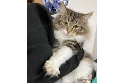 成約済の大阪府のノルウェージャンフォレストキャット-47054の1枚目