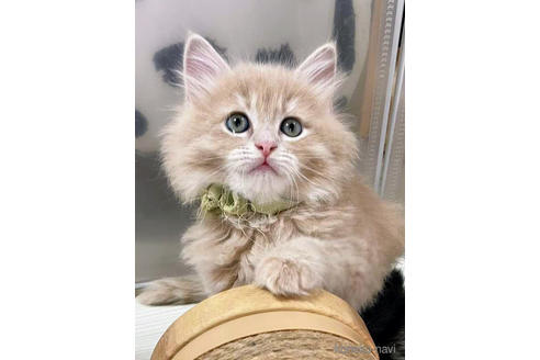 成約済の埼玉県のサイベリアン-45107の9枚目