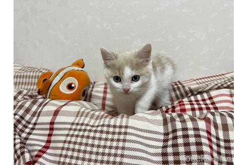 成約済の埼玉県のスコティッシュフォールド-42735の14枚目