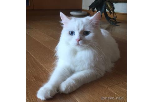 リルちゃん1枚目