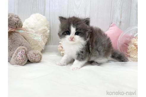 成約済の大阪府のサイベリアン-46737の9枚目