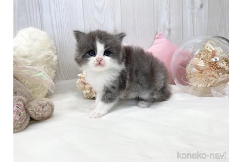 成約済の大阪府のサイベリアン-46737の7枚目