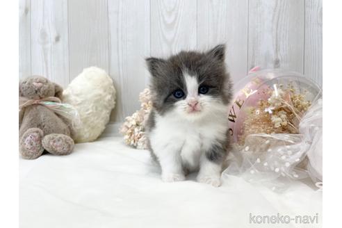 成約済の大阪府のサイベリアン-46737の8枚目