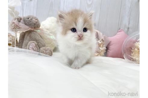 成約済の大阪府のサイベリアン-46739の3枚目