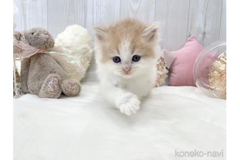 成約済の大阪府のサイベリアン-46739の4枚目