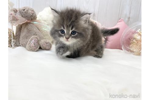 成約済の大阪府のサイベリアン-46745の6枚目