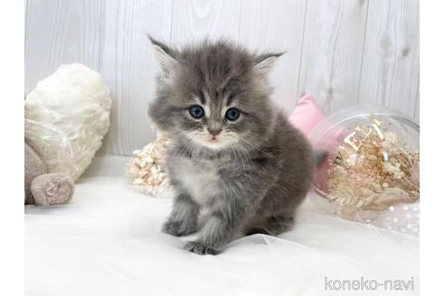 成約済の大阪府のサイベリアン-46745の7枚目