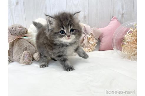 成約済の大阪府のサイベリアン-46745の8枚目