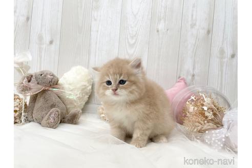 成約済の大阪府のサイベリアン-45891の8枚目