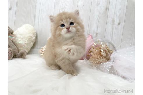 成約済の大阪府のサイベリアン-45891の6枚目