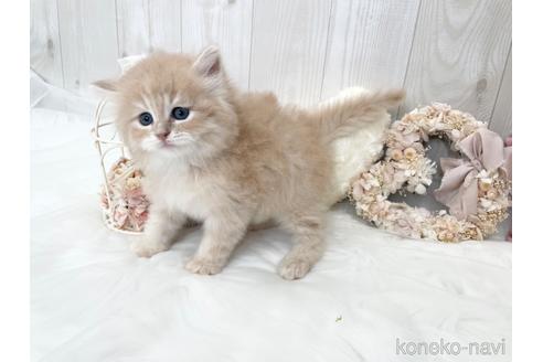 成約済の大阪府のサイベリアン-45891の7枚目