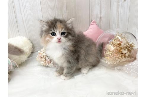 成約済の大阪府のサイベリアン-45892の13枚目