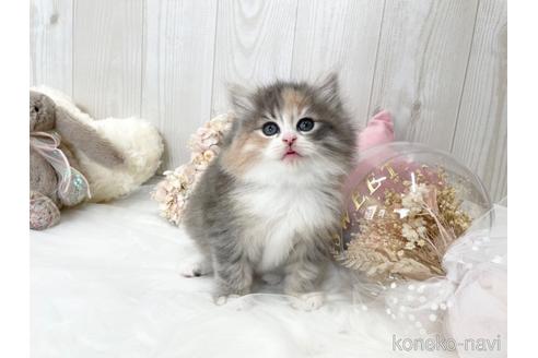 成約済の大阪府のサイベリアン-45892の12枚目