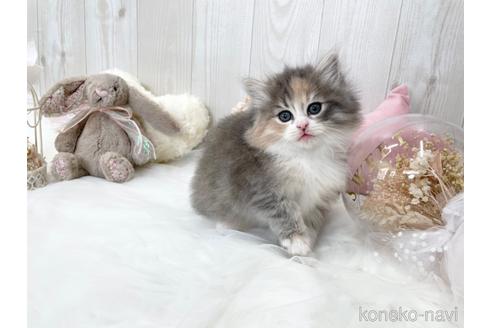 成約済の大阪府のサイベリアン-45892の11枚目