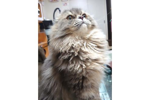 成約済の愛知県のスコティッシュフォールド(折れ耳)-43349の5枚目