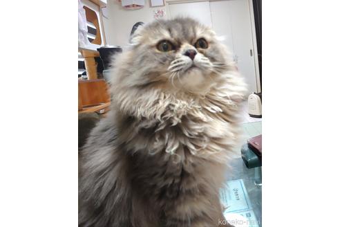 成約済の愛知県のスコティッシュフォールド(折れ耳)-43349の1枚目