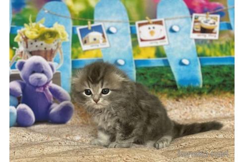 成約済の三重県のスコティッシュフォールド(折れ耳)-47302の3枚目