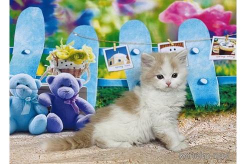 成約済の三重県のスコティッシュフォールド-47304の5枚目