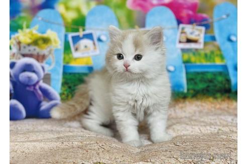 成約済の三重県のスコティッシュフォールド-47304の3枚目