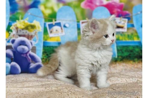 成約済の三重県のスコティッシュフォールド-47304の2枚目
