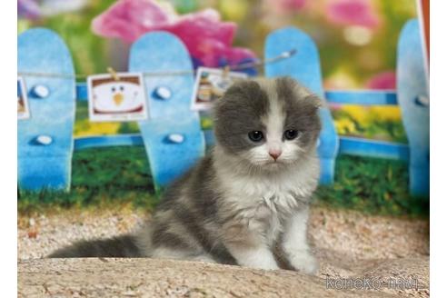 成約済の三重県のスコティッシュフォールド(折れ耳)-47305の3枚目