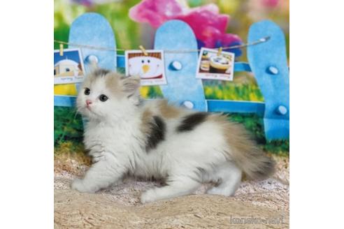 成約済の三重県のスコティッシュフォールド-47306の5枚目