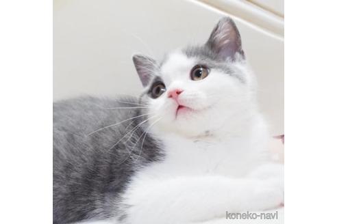 販売中の千葉県のスコティッシュストレート-47316