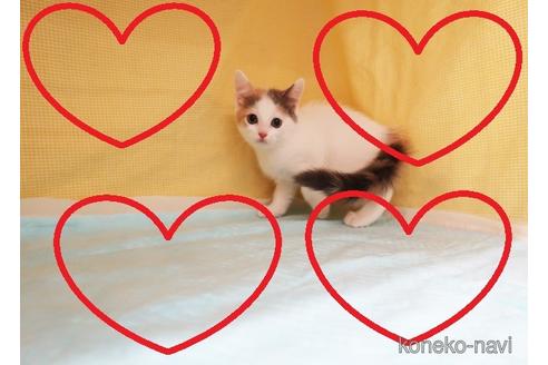 成約済の東京都のマンチカン-47345の1枚目